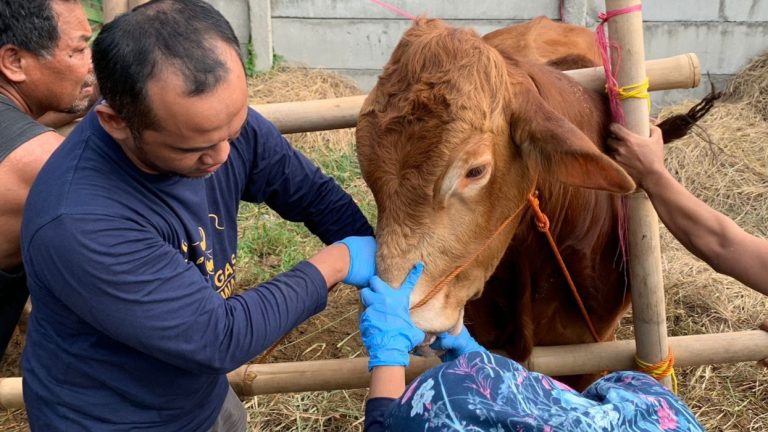 Tips Memilih Hewan Kurban Sehat di Karawang