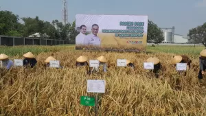 Wakil Menteri Pertanian panen padi di BBPOPT, Karawang, Jawa Barat. Foto AWESH.id.