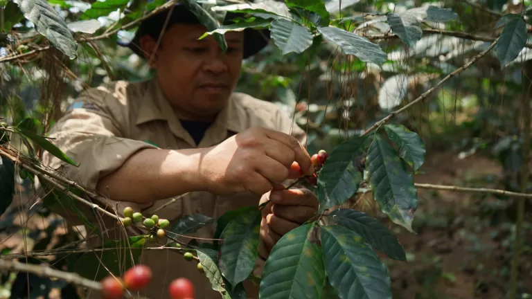 Pupuk Kujang Bantu Petani Kopi Selamatkan Hutan di Lereng Gunung Malabar