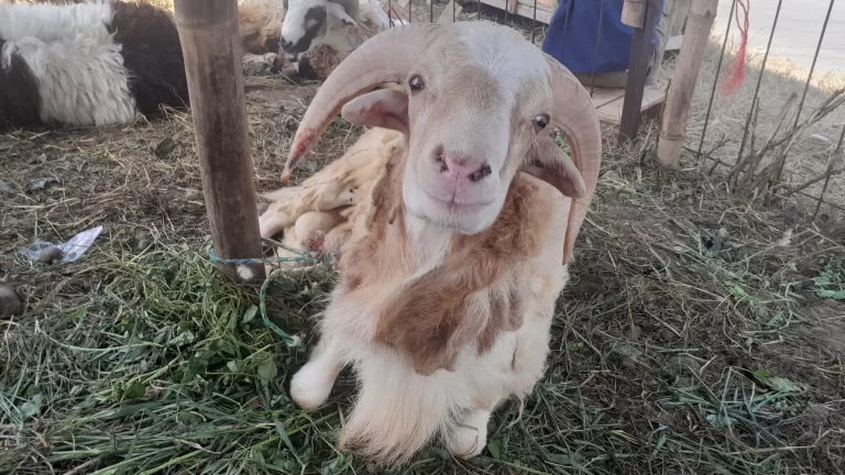 Cerita Pedagang Hewan Kurban di Karawang, Omset Menurun Ketimbang Tahun Lalu