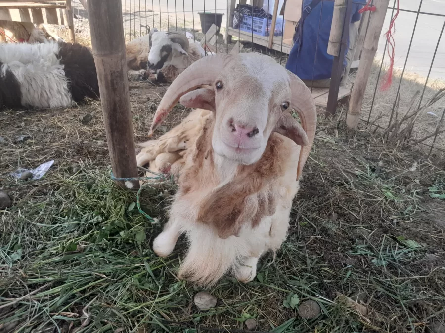 Lapak hewan kurban di Karawang Timur, Karawang, Jawa Barat.