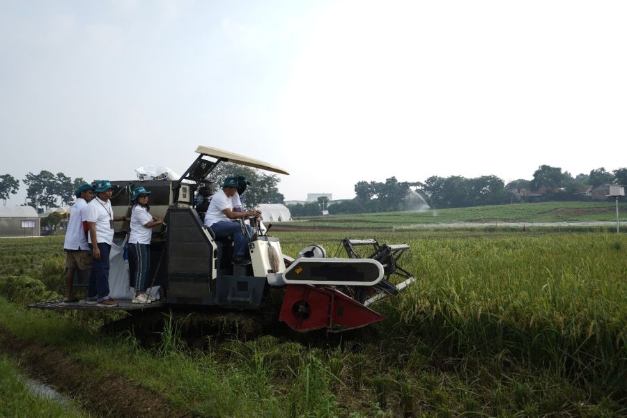Padi unggul hasil riset Pupuk Kujang.