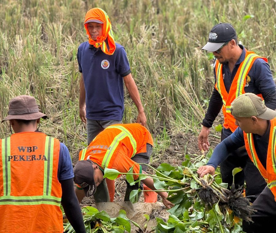 Warga binaan program asimilasi Lapas Karawang ikut membersihkan eceng gondok di saluran air Desa Anggadita, Karawang. 