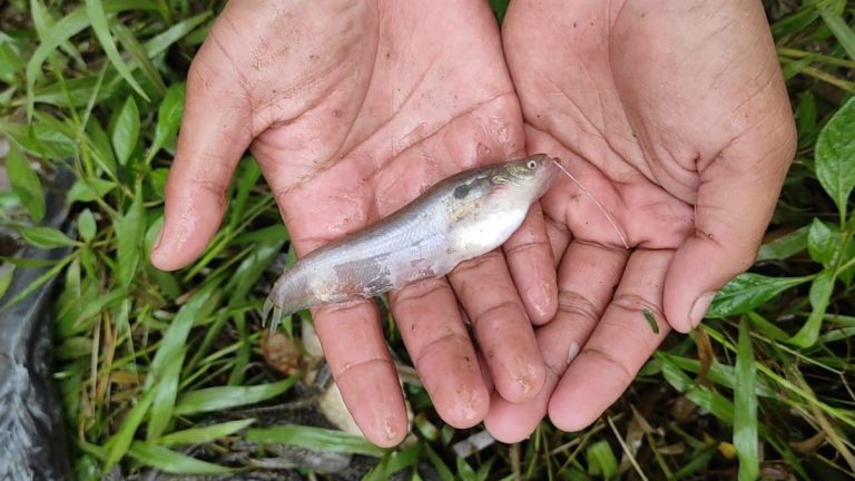 Pencemaran dan Spesies Invansif jadi Ancaman Ikan Endemik Sungai Citarum