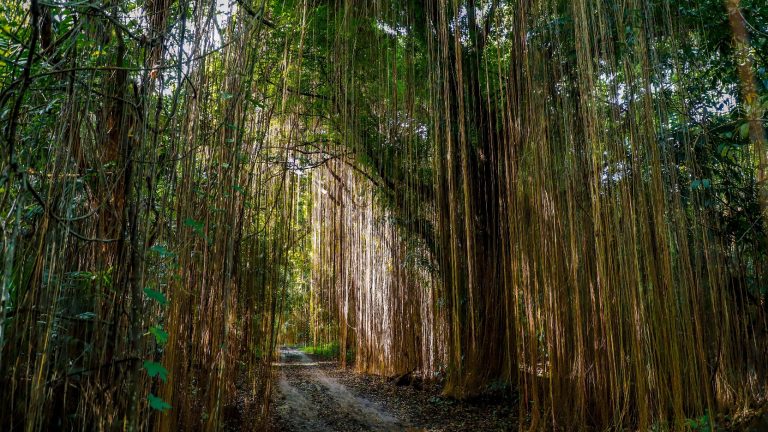 Pantengin, Pupuk Kujang Gelar Lomba Foto dan Video Lensa Kehati Berhadiah Puluhan Juta Rupiah