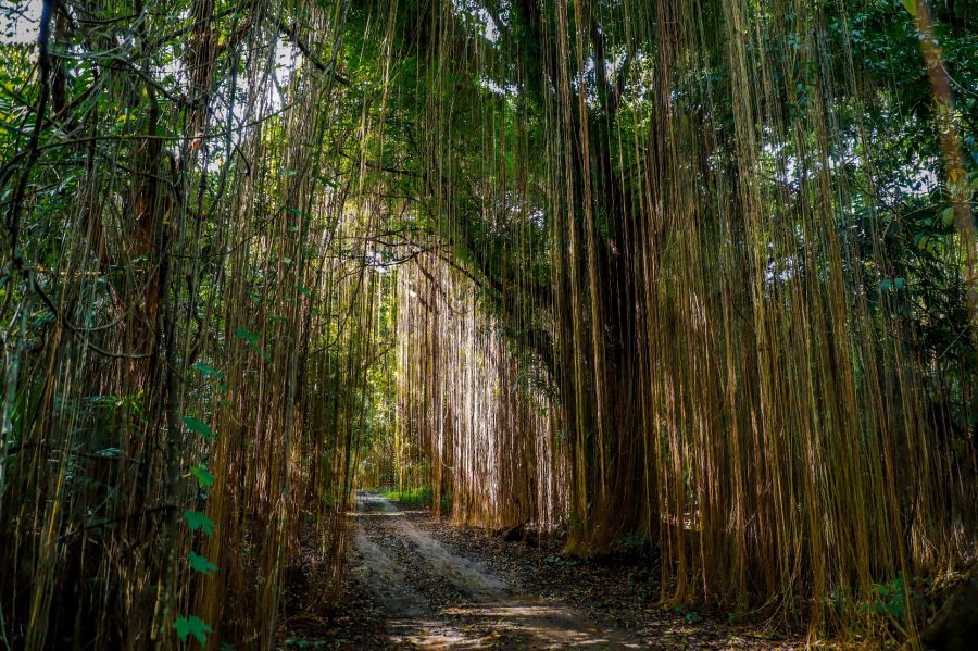 Pantengin, Pupuk Kujang Gelar Lomba Foto dan Video Lensa Kehati Berhadiah Puluhan Juta Rupiah