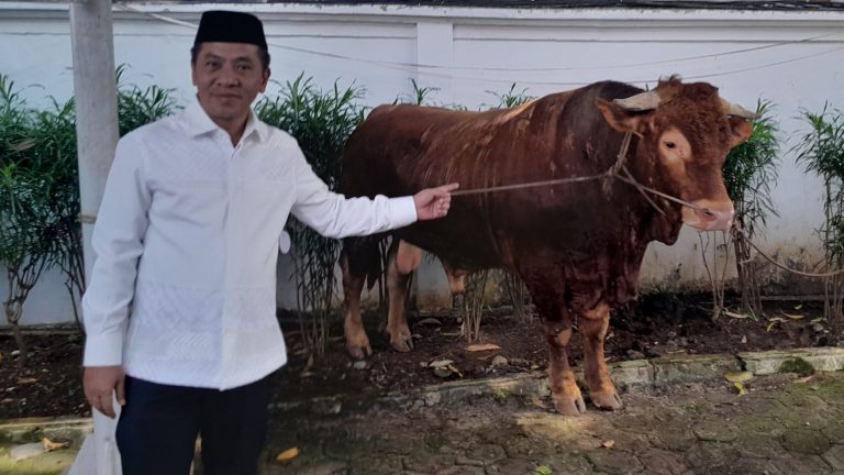 Si Jalu, Sapi Presiden Prabowo Sempat Stress, Dibagikan ke Masyarakat Karawang Utara
