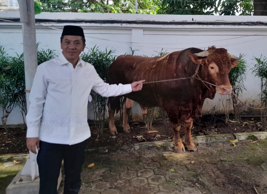Si Jalu, Sapi Presiden Prabowo Sempat Stress, Dibagikan ke Masyarakat Karawang Utara