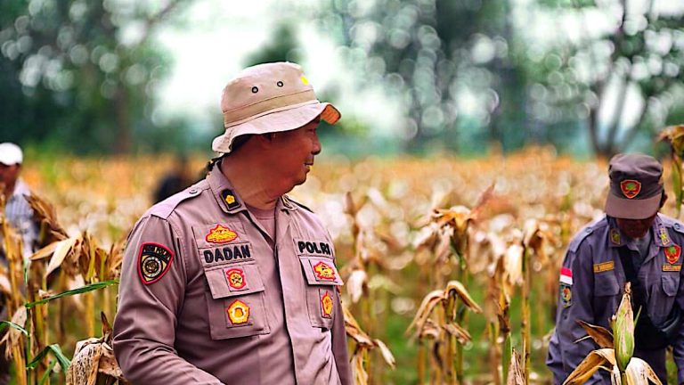 Dukung Petani Lokal, Polres Karawang Turun Langsung Gelar Panen Raya Jagung