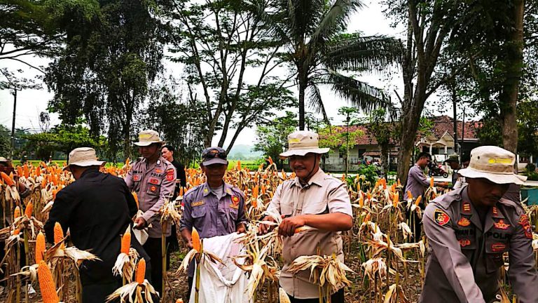 Panen Raya Jagung Polres Karawang Jadi Bukti Nyata Dukungan Ketahanan Pangan
