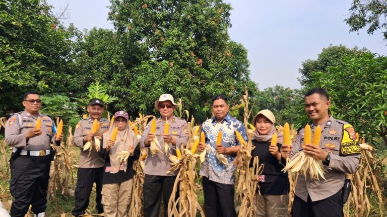 Dukung Ketahanan Pangan, Polres Karawang Maksimalkan Lahan Produktif untuk Jagung Hibrida
