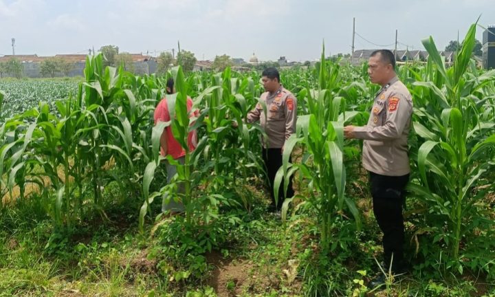 Polsek Telukjambe Barat Polres Karawang Cek Pertumbuhan Jagung di Wilayah Desa Karangmulya