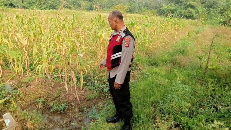 Bhabinkamtibmas Polsek Telagasari Lakukan Perawatan Tanaman Jagung Dukung Swasembada Pangan Nasional